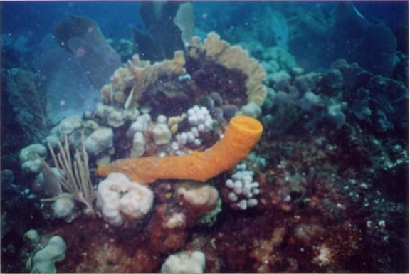 Coral