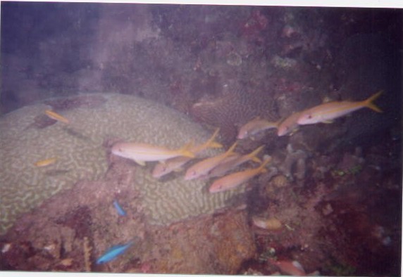 Brain Coral