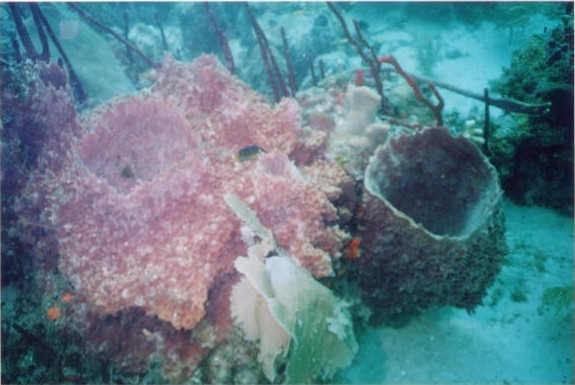 Coral