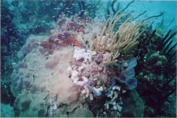 Coral