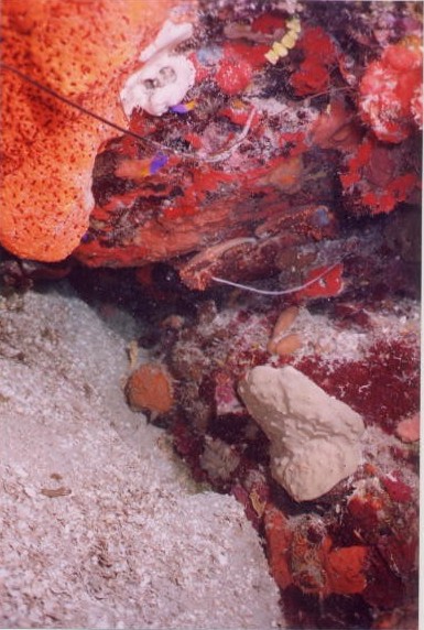 HUGE Crab