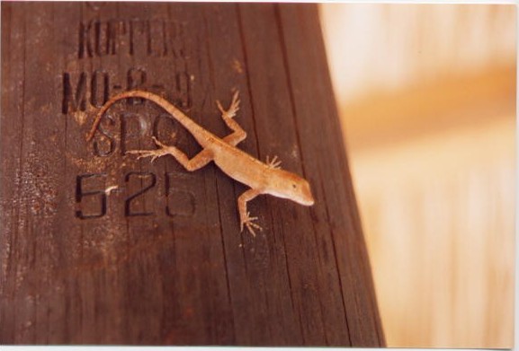 Lizard