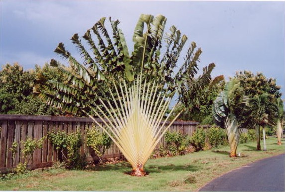 Palm Tree