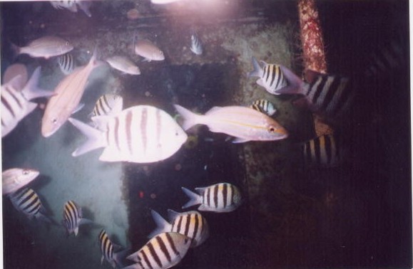 Fish at Shipwreck
